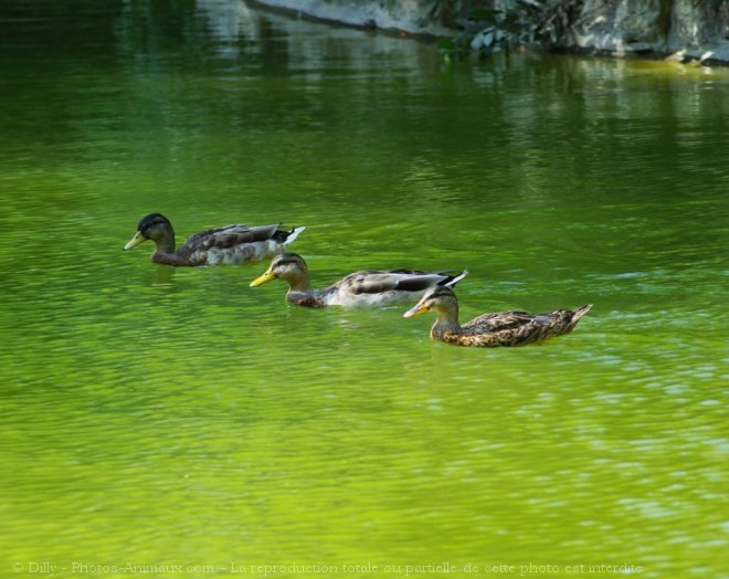 Photo de Canard colvert