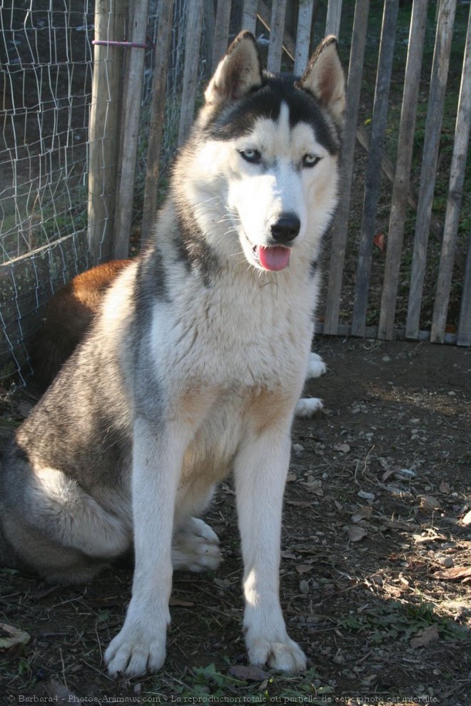 Photo de Husky siberien