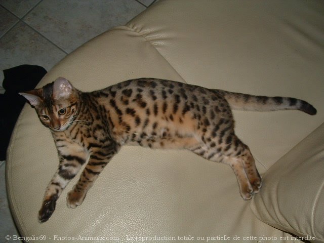 Photo de Bengal