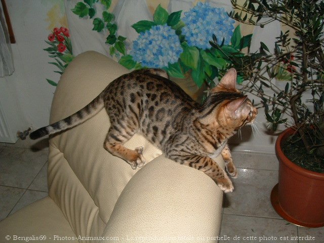 Photo de Bengal