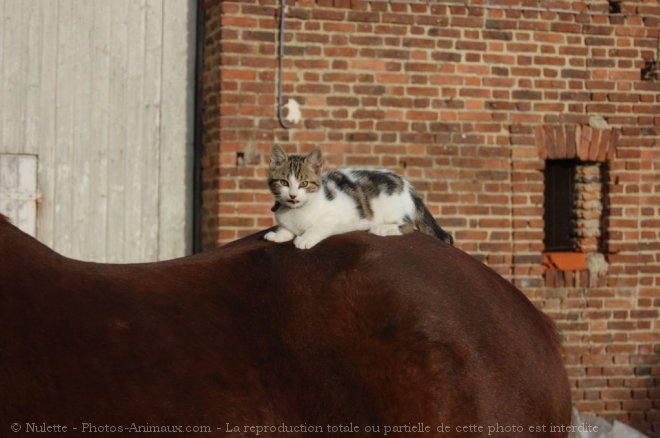 Photo de Chat domestique