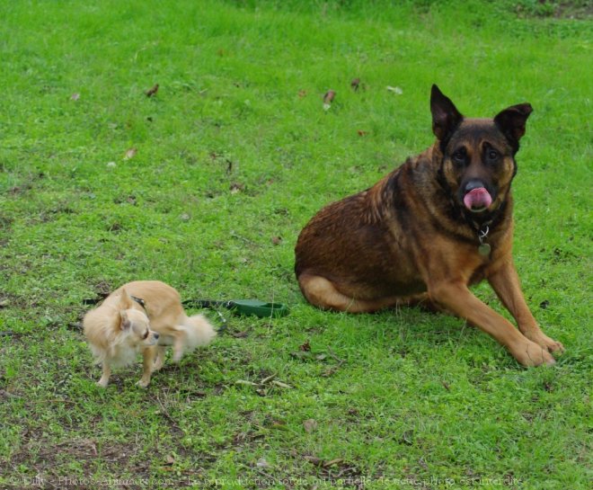 Photo de Chihuahua  poil long