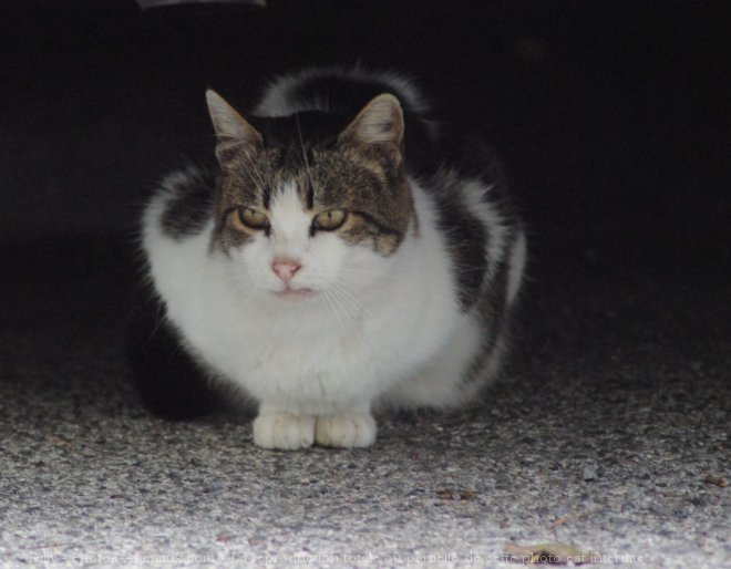 Photo de Chat domestique