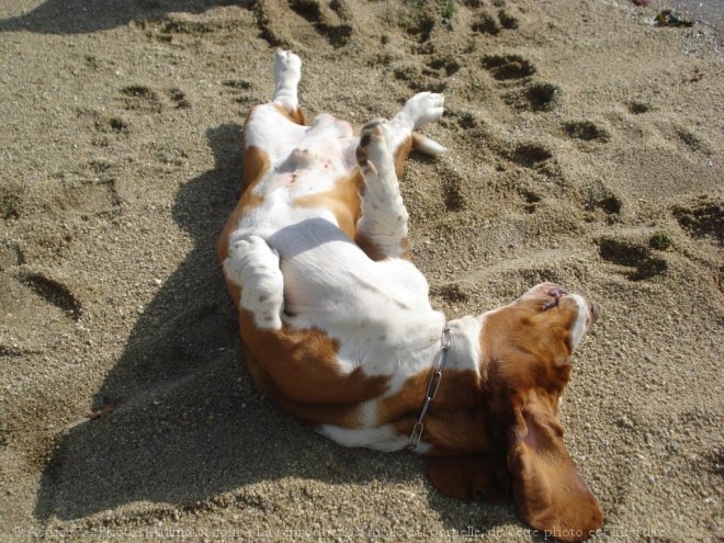 Photo de Basset hound