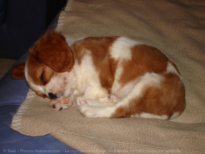 Photo de Cavalier king charles spaniel