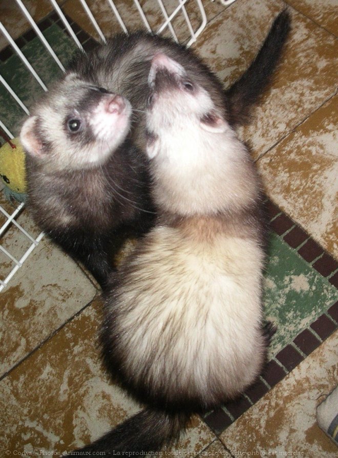 Photo de Furet