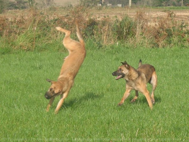 Photo de Berger belge malinois