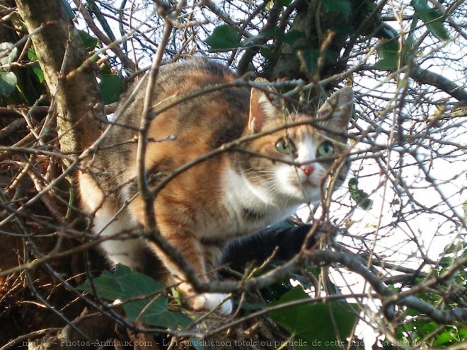 Photo de Chat domestique