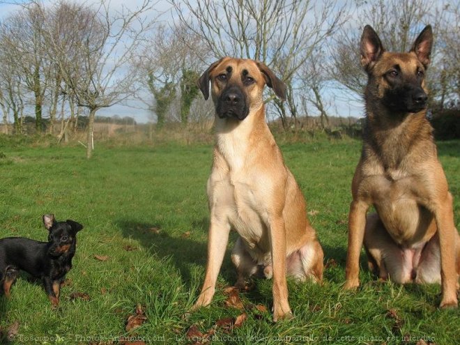 Photo de Berger belge malinois