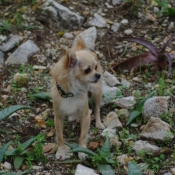 Photo de Chihuahua  poil long