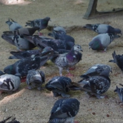 Photo de Pigeon