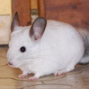 Photo de Chinchilla