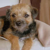 Photo de Border terrier