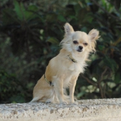 Photo de Chihuahua  poil long