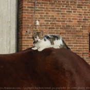 Photo de Chat domestique