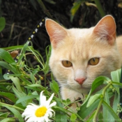 Photo de Chat domestique