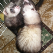 Photo de Furet