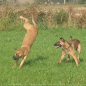 Photo de Berger belge malinois