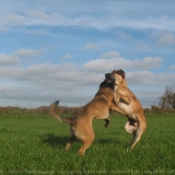 Photo de Berger belge malinois