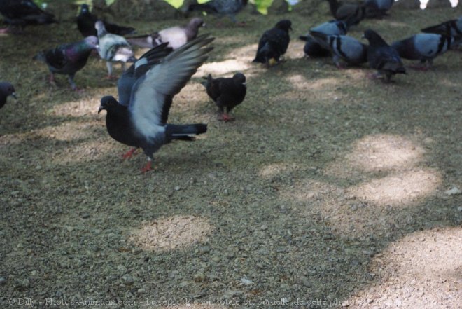 Photo de Pigeon