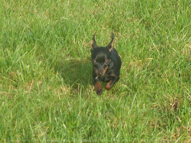 Photo de Pinscher nain