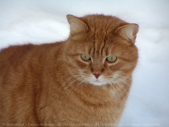 Photo de Chat domestique