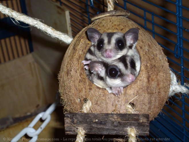 Photo de Sugar glider