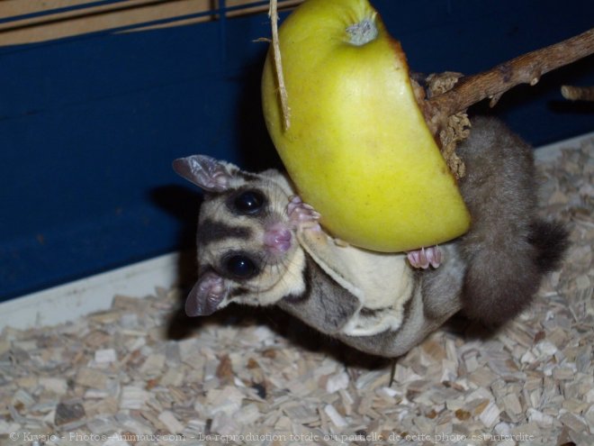 Photo de Sugar glider