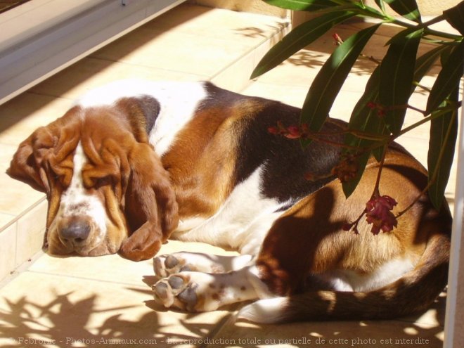 Photo de Basset hound