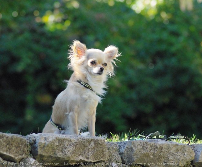 Photo de Chihuahua  poil long