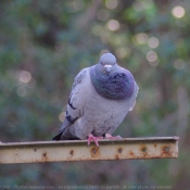 Photo de Pigeon