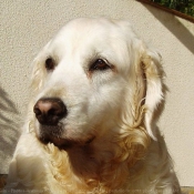 Photo de Golden retriever