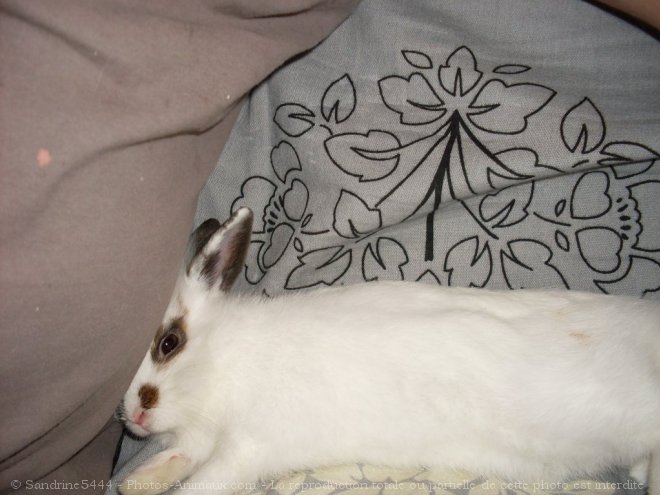 Photo de Lapin