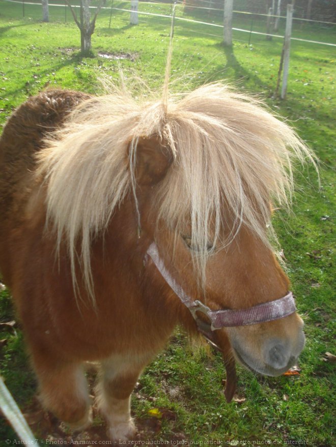 Photo de Poney (toutes races)