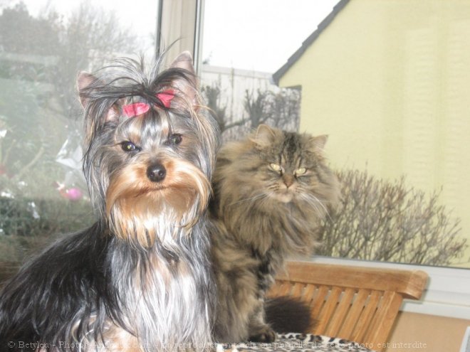 Photo de Yorkshire terrier