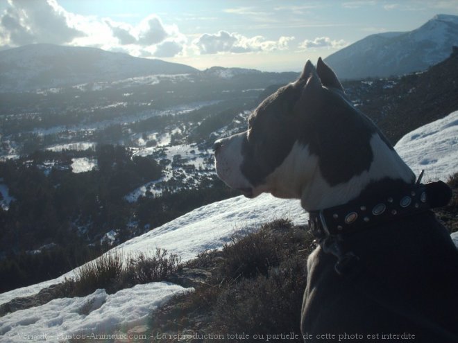 Photo d'American staffordshire terrier