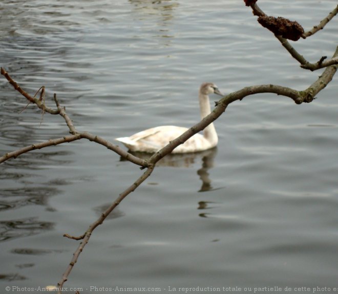 Photo de Cygne