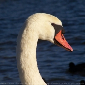 Photo de Cygne