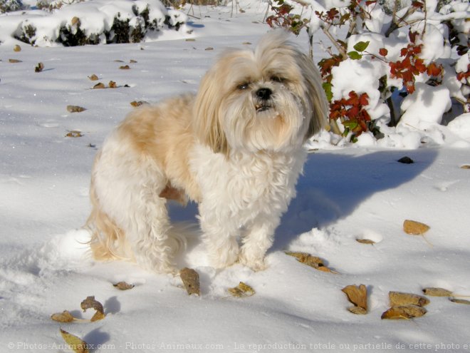 Photo de Shih tzu