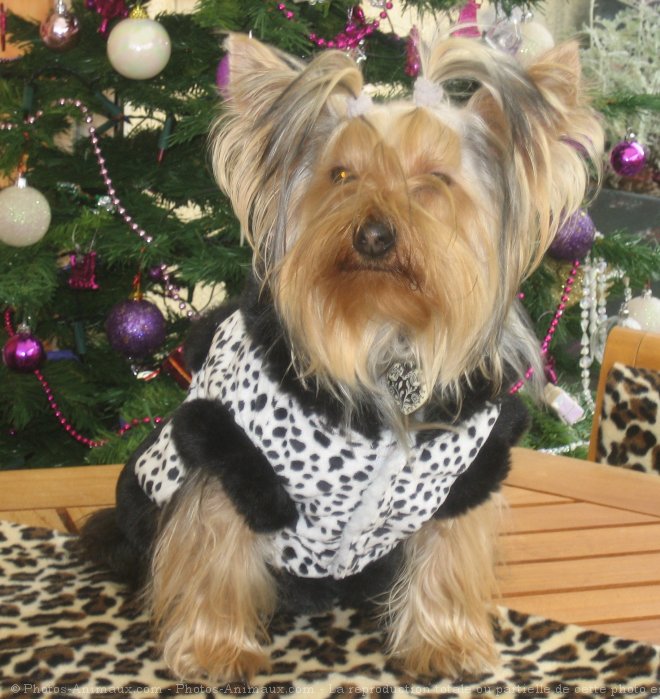 Photo de Yorkshire terrier