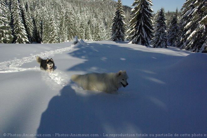 Photo de Croisement