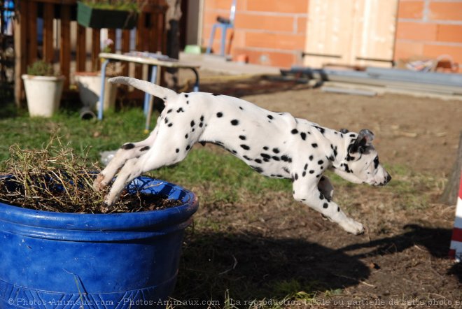 Photo de Dalmatien