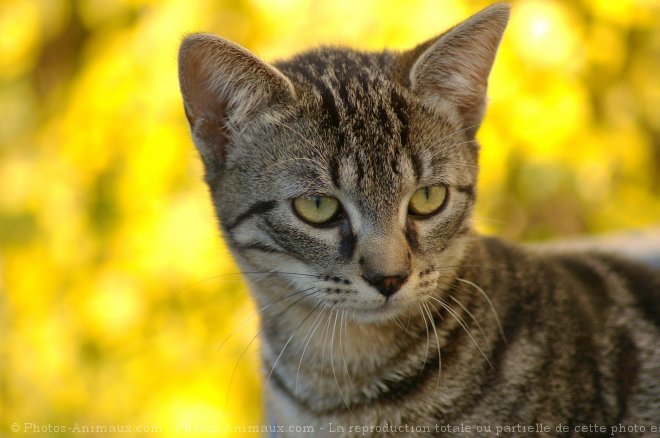 Photo de Chat domestique