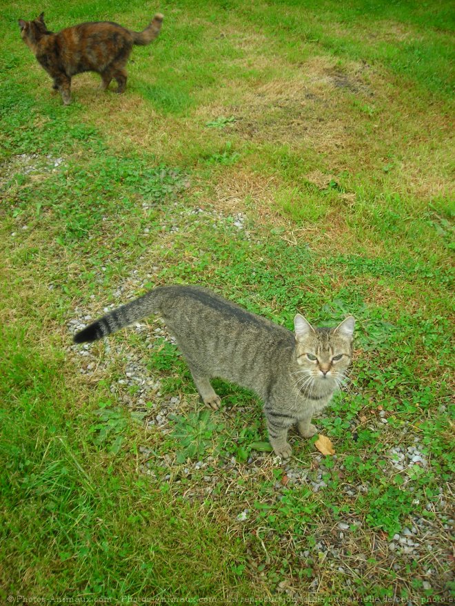 Photo de Chat domestique