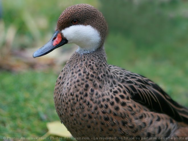 Photo de Canard des bahamas