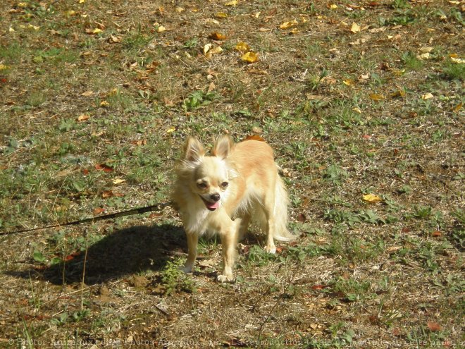 Photo de Chihuahua  poil long