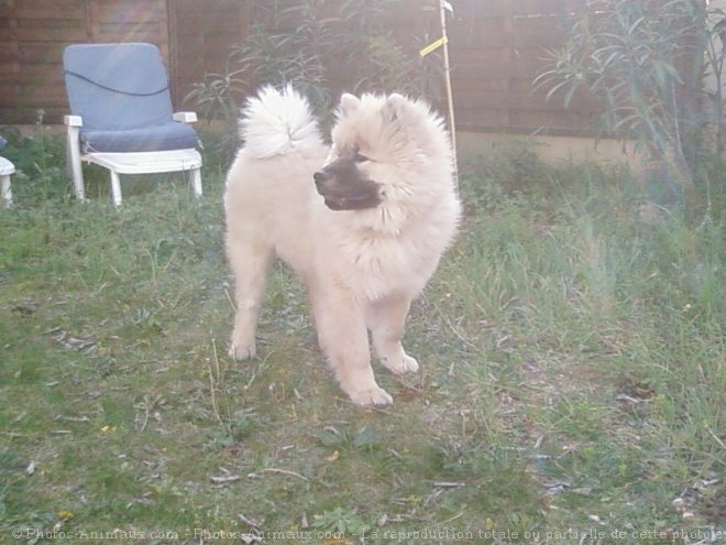 Photo d'Eurasier