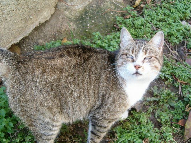 Photo de Chat domestique