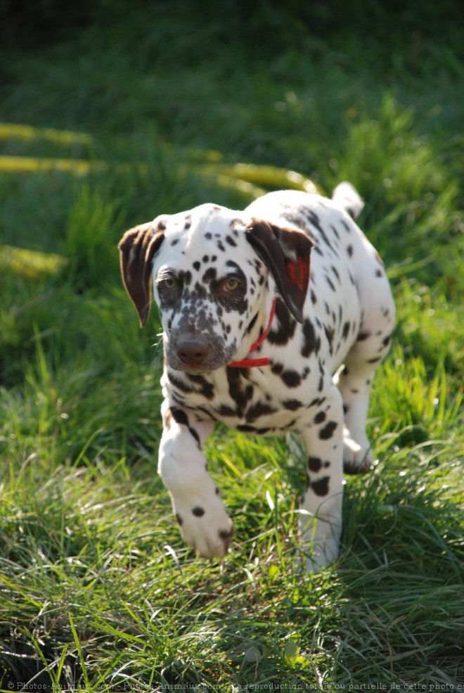 Photo de Dalmatien