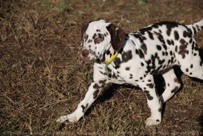 Photo de Dalmatien